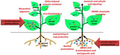 Editorial: Systemic resistance and defense priming against pathogens